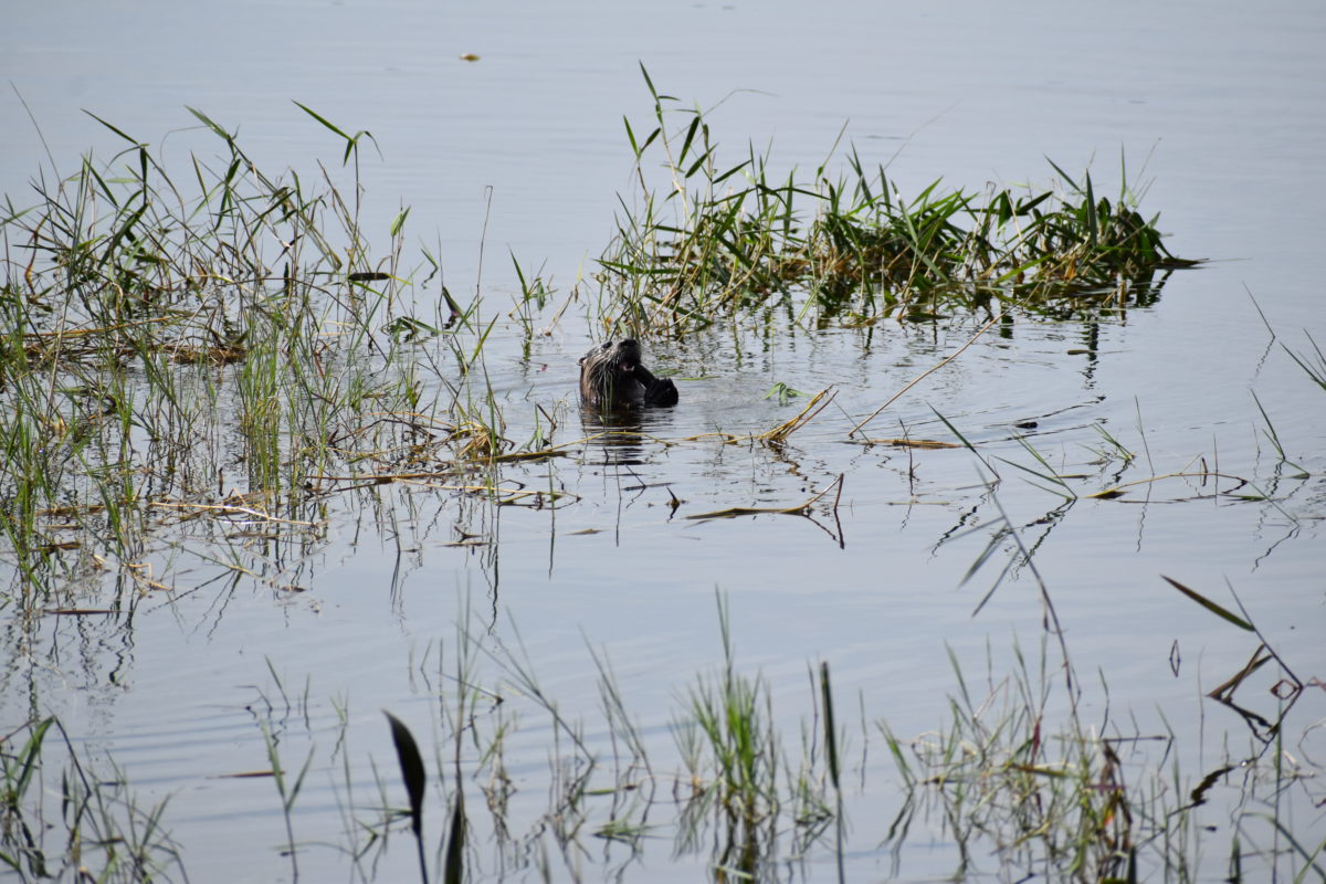 Otter in Crooked Lake.