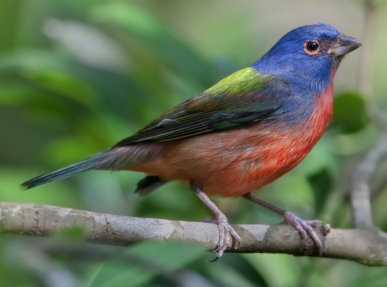 Painted bunting.