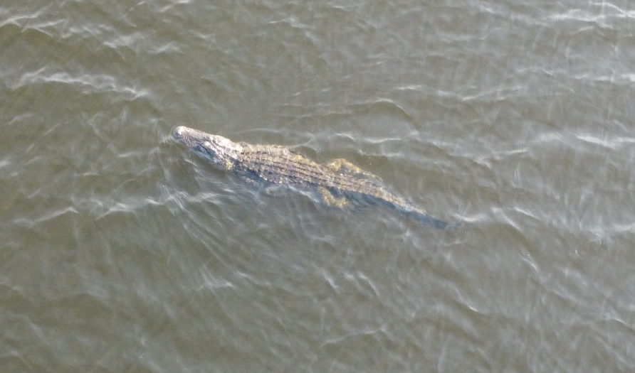 Alligator Swimming